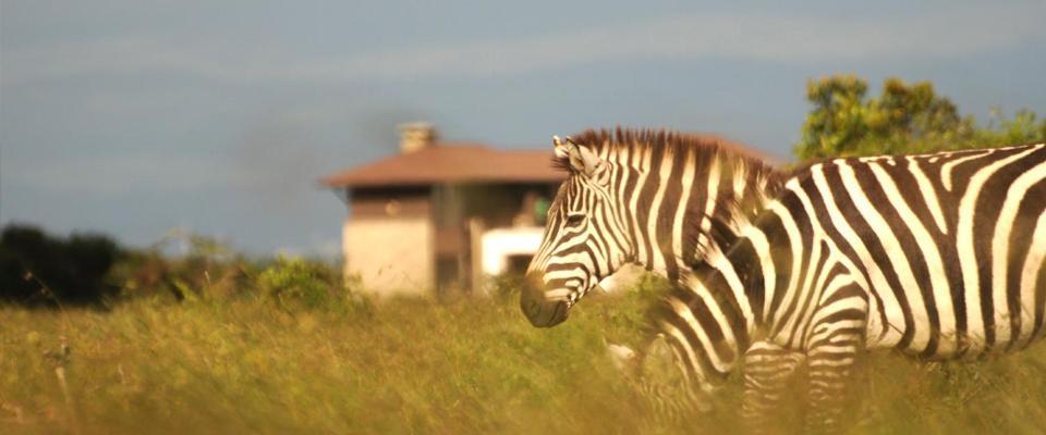 Ol Pejeta Holiday Villas 나뉴키 외부 사진