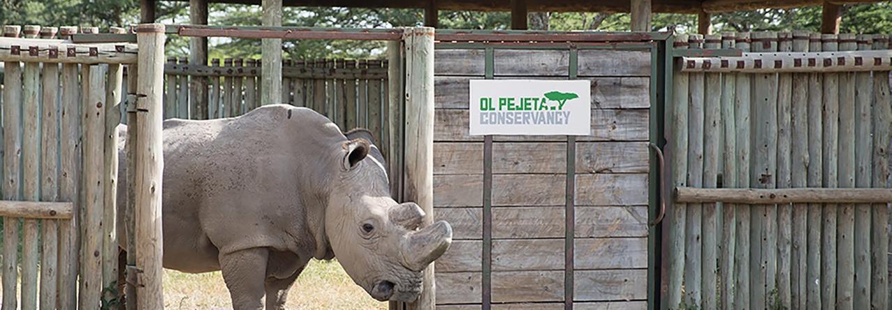 Ol Pejeta Holiday Villas 나뉴키 외부 사진