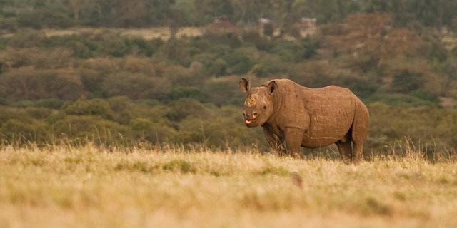 Ol Pejeta Holiday Villas 나뉴키 외부 사진